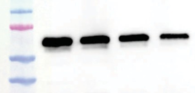 1712033703991066.png 图片1.png